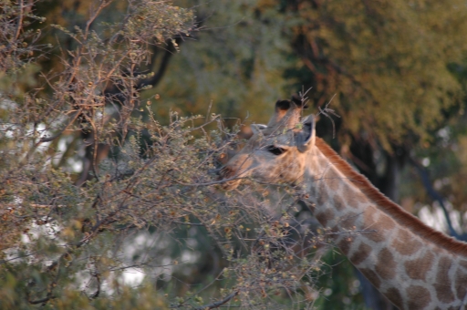 Giraffe closeup 